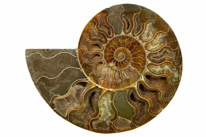 Cut & Polished Ammonite Fossil (Half) - Madagascar #345628